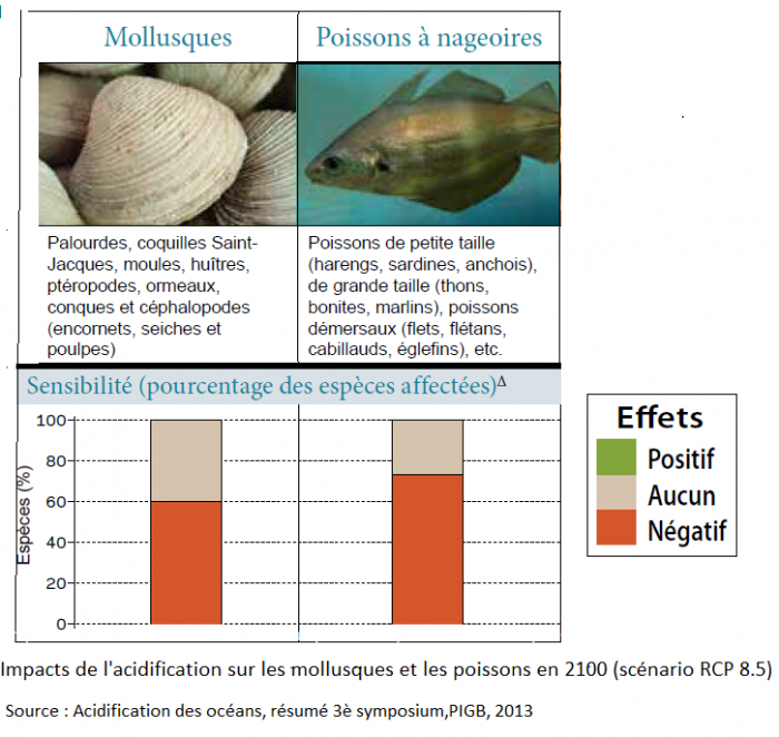 impacts-de-lacidification-sur-les-mollusques-et-les-poissons-en-2100
